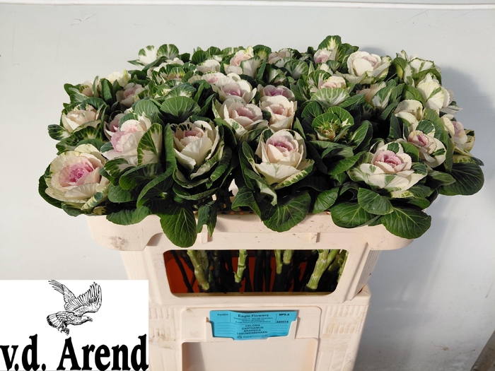 <h4>BRASS WHITE CRANE</h4>