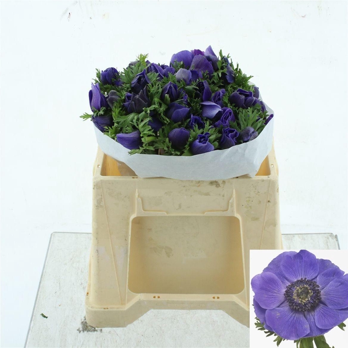 <h4>ANEM CO MIS + D BLUE</h4>