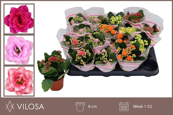 <h4>KAL GE GEM 5 KL</h4>