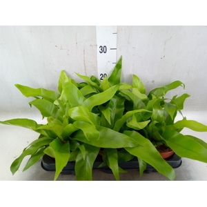 Asplenium antiquum