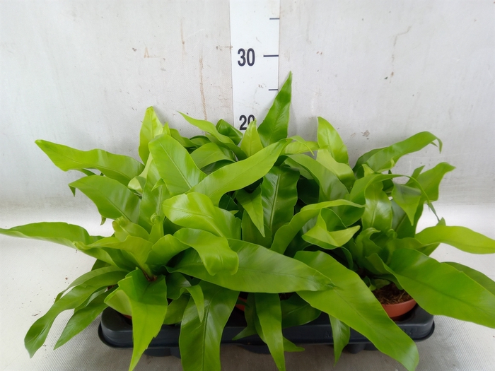 <h4>Asplenium antiquum</h4>