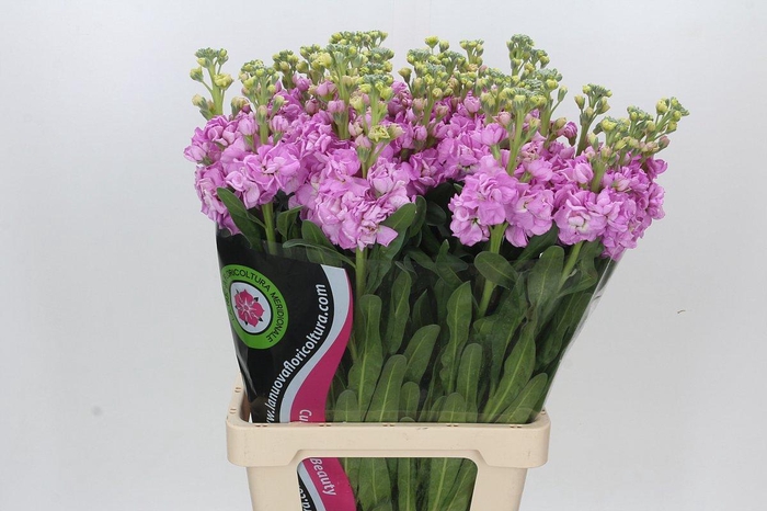 <h4>Matthiola Iron Pink</h4>