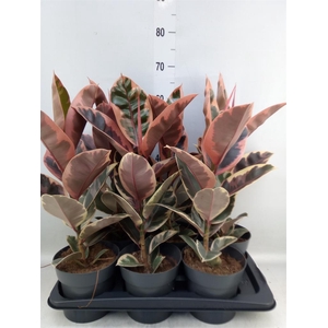 Ficus elastica 'Belize'