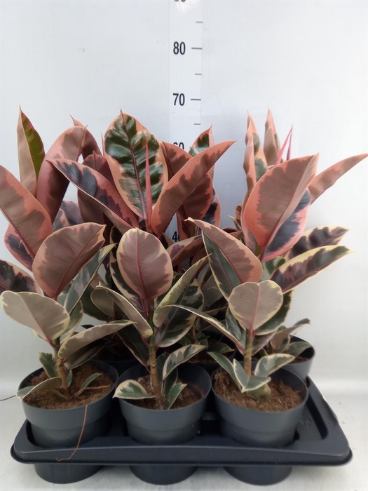 <h4>Ficus elastica 'Belize'</h4>