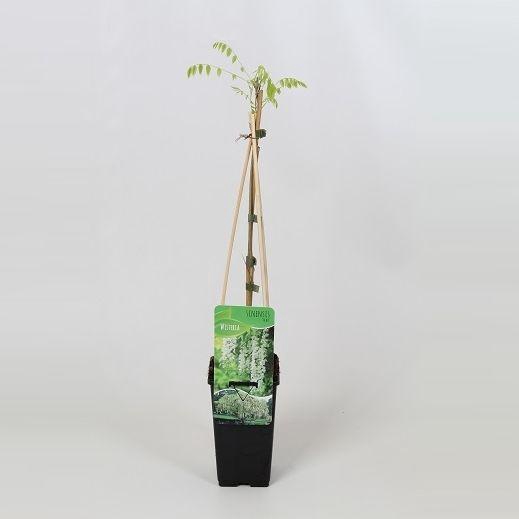 <h4>Wisteria sinensis Alba</h4>