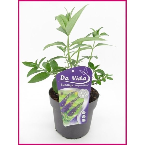 <h4>Buddleja Empire Blue</h4>