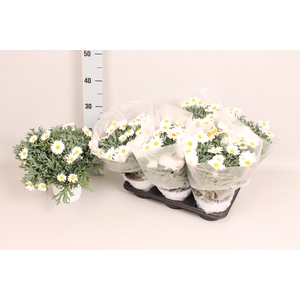 Struikmargriet Klein White