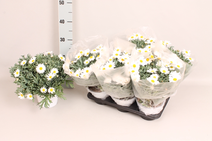 <h4>Struikmargriet Klein White</h4>