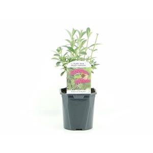 Buddleja dav. Royal Red