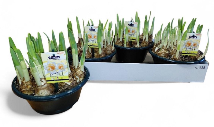 <h4>NARC D SWEET DESIRE</h4>