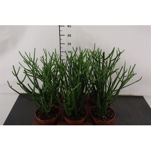 C Euphorbia 12 Cm. P. Tirucalli Potloodcactus