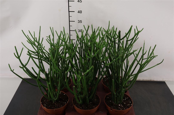 <h4>C Euphorbia 12 Cm. P. Tirucalli Potloodcactus</h4>