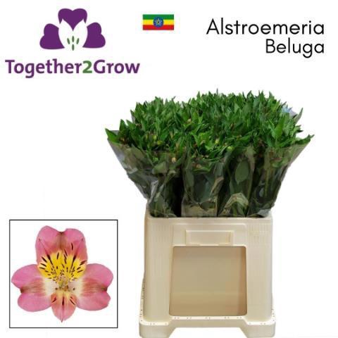 <h4>ALSTR BELUGA</h4>