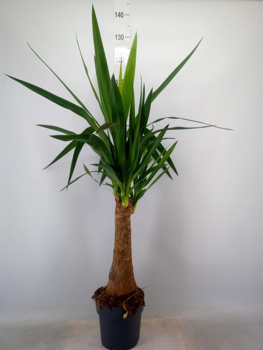 <h4>Yucca   ...</h4>