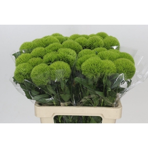 Dianthus Br Kiwi Mellow