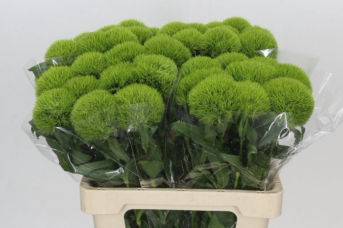 <h4>Dianthus Br Kiwi Mellow</h4>