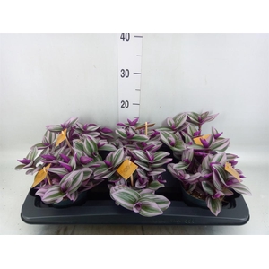 Tradescantia cerinth. 'Nanouk'