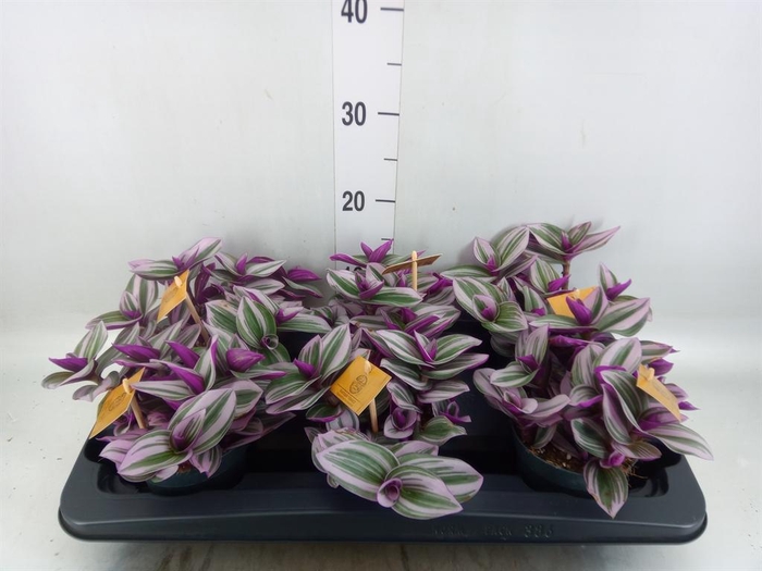 <h4>Tradescantia cerinth. 'Nanouk'</h4>