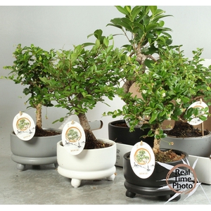 BONSAI GEM
