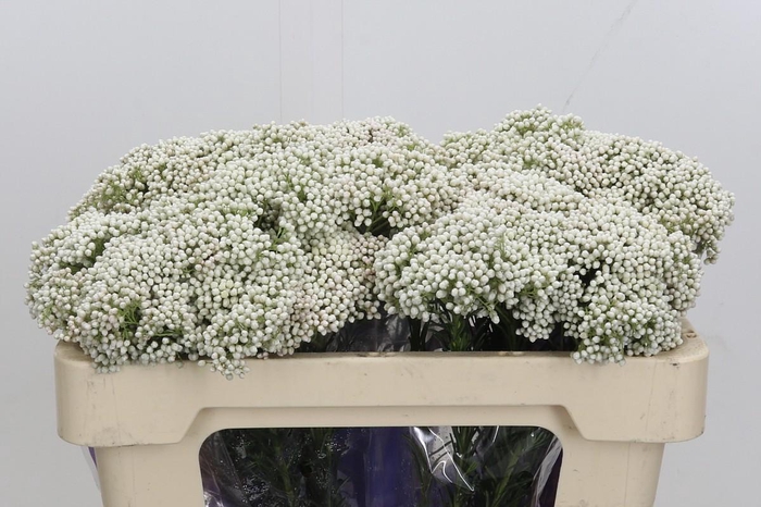 <h4>Ozothamnus Cooks Snow White</h4>