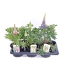 Lupinus Gallery gemengd