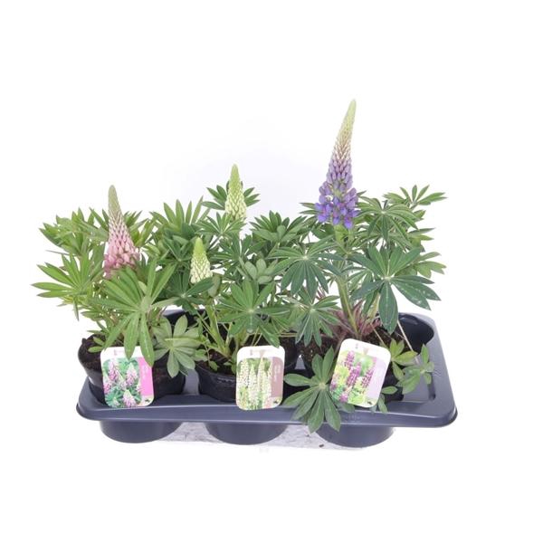 Lupinus Gallery gemengd