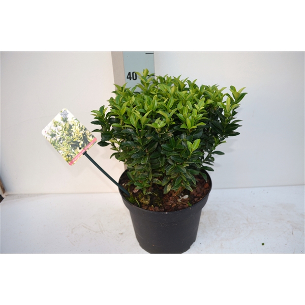 <h4>Euonymus japonicus 'Francien'</h4>