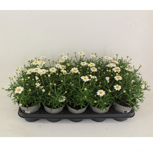 Argyranthemum White 12cm