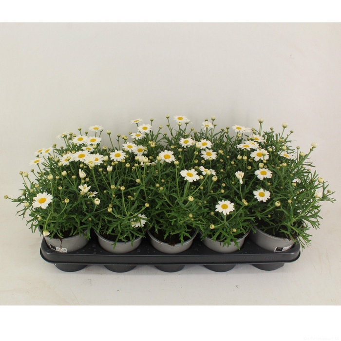 <h4>Argyranthemum White 12cm</h4>