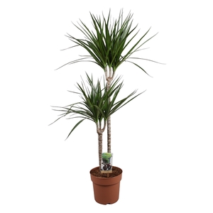 Dracaena Marginata 60-30