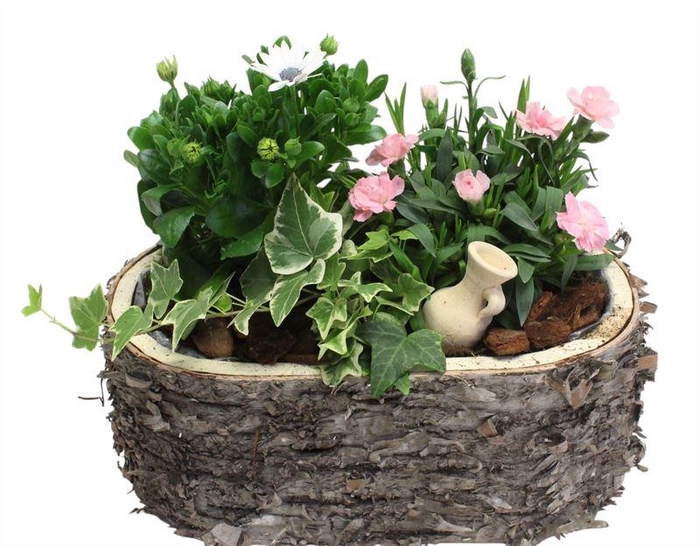 <h4>4084  SCHORS OVAAL DIANT</h4>