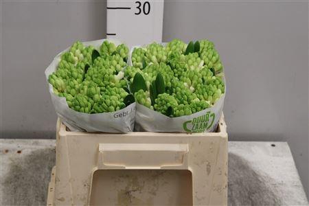 <h4>Hyac White King</h4>