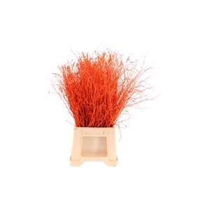 Berk ( Birch ) Orange