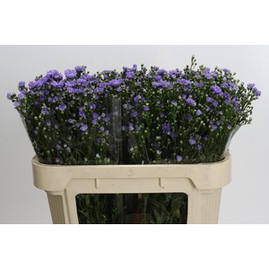 Aster Cassandra