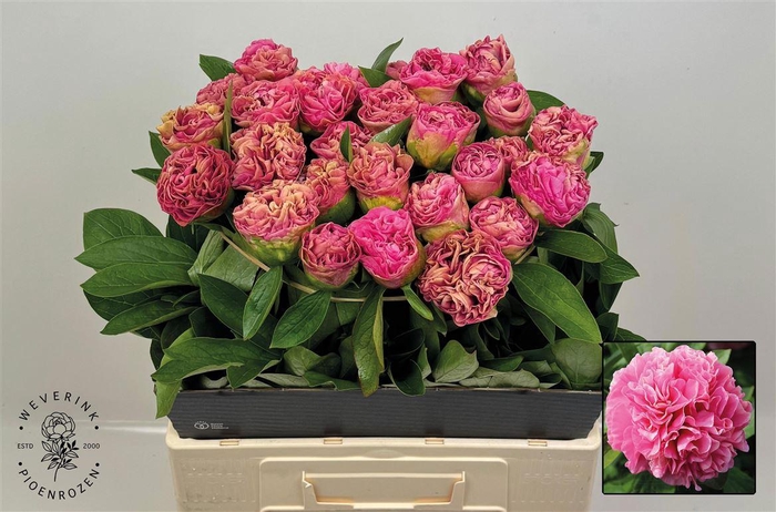 <h4>Paeo L Carnation Bouquet</h4>