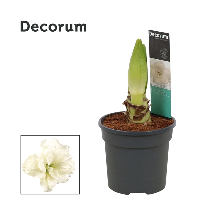 <h4>Hippeastrum Alfresco 2 Knop (Decorum)</h4>