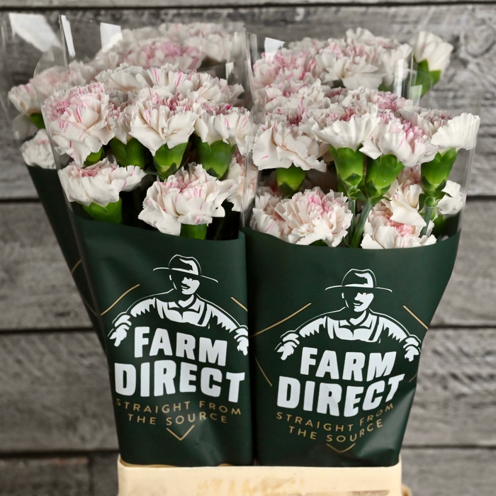 <h4>Di St Yukari Cherry</h4>