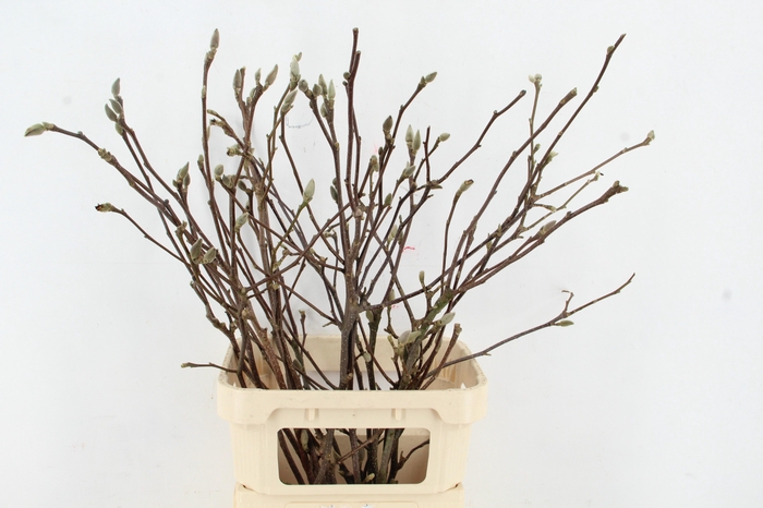 MAGNOLIA PER STEM 100CM