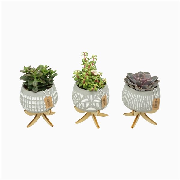 <h4>Succulent mix 8,5 cm in bolpot Luna op 4 pootjes</h4>