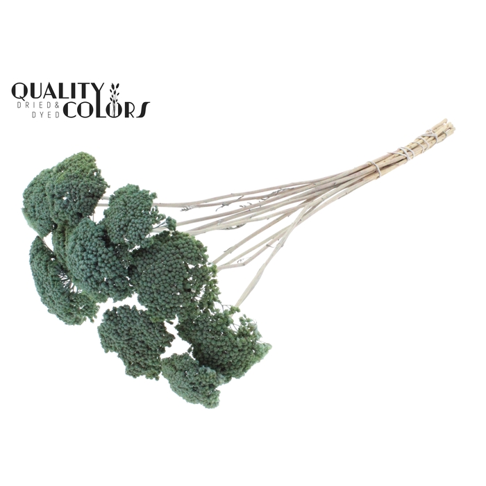 <h4>Achillea 2-4cm per stem Frosted Light Blue</h4>