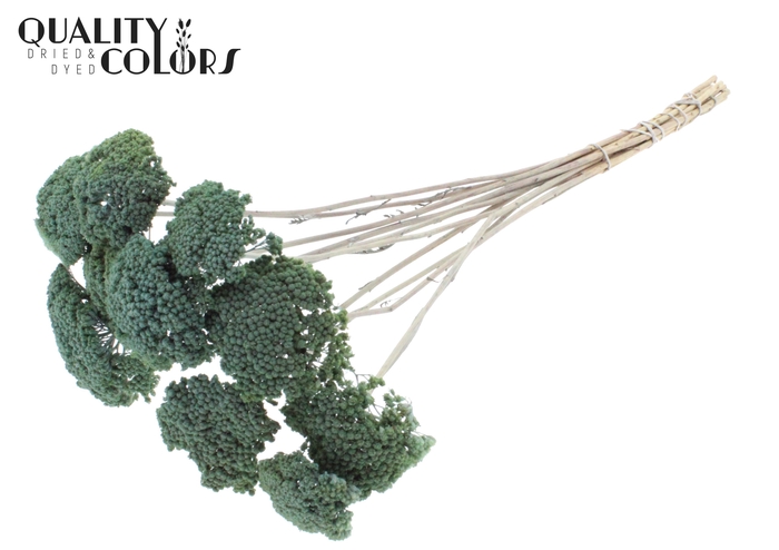 <h4>Achillea 2-4cm per stem Frosted Light Blue</h4>