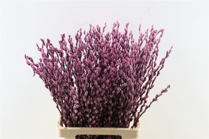 <h4>Salix Wilgenkatjes Lila 70 Cm Pst</h4>