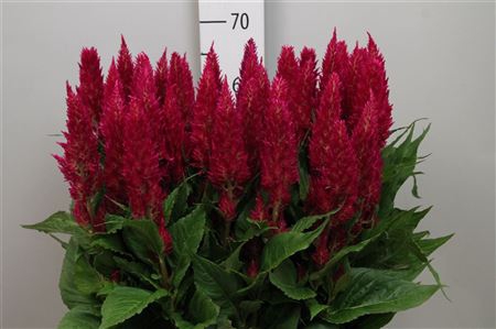 <h4>Cel P Cent Purp Rose</h4>