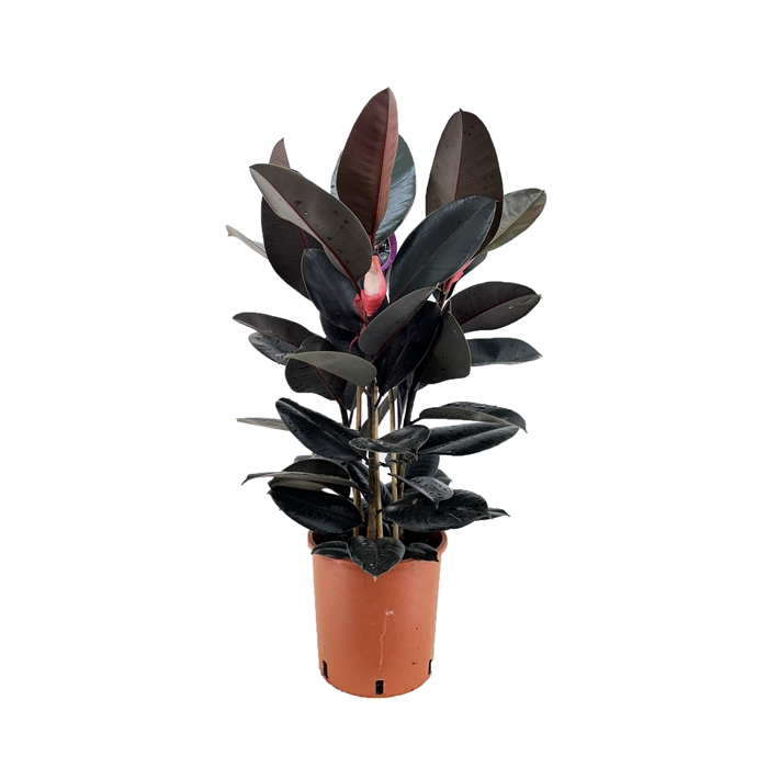 <h4>Ficus abidjan</h4>