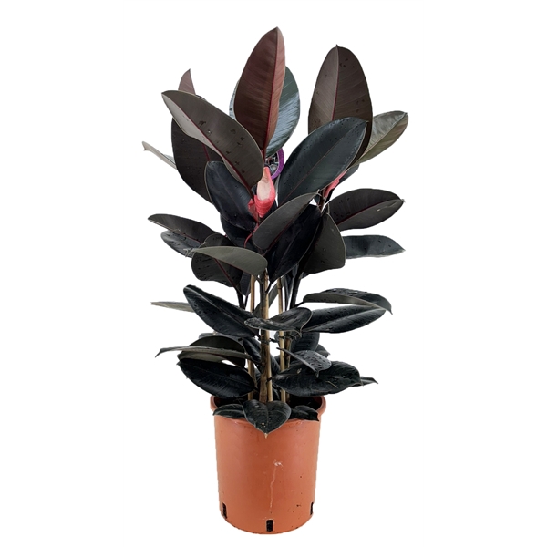 <h4>Ficus abidjan</h4>