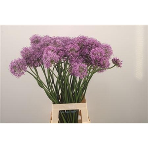 Allium Gladiator Artistiek Gevormd X60