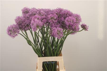 <h4>Allium Gladiator Artistiek Gevormd X60</h4>
