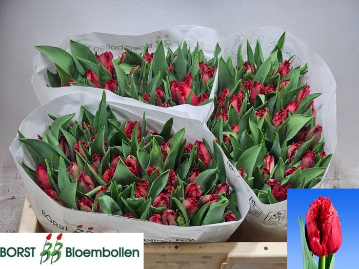 <h4>TU FR INDIANA</h4>