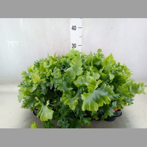 Phlebodium aureum 'Davana'