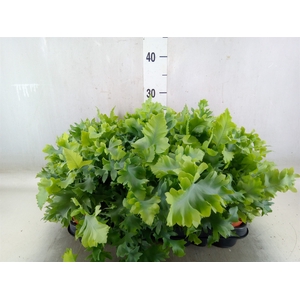 Phlebodium aureum 'Davana'